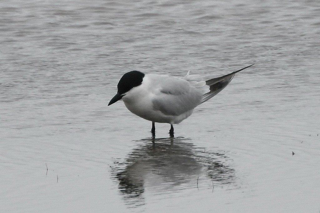 Tern, Gull-billed, 2018-05305478 Forsythe NWR, NJ.JPG - Gull-billed Tern. Forsythe National Wildlife Refuge, NJ, 5-30-2018